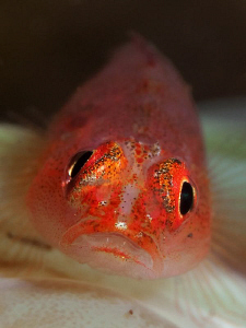 Goby. Tulamben, Bali by Doug Anderson 